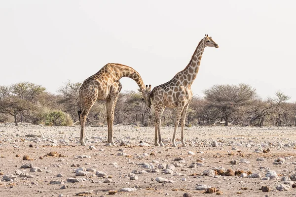 キリン、ブッシュ、砂漠の上を歩いてパンします。野生動物サファリ エトーシャ国立公園では、メインは旅行先にナミビア、アフリカです。縦断ビュー. — ストック写真