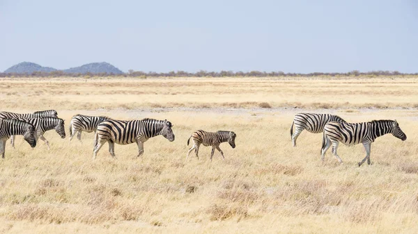 Des zèbres qui paissent dans la savane africaine. Safari animalier, Parc National d'Etosha, réserves fauniques, Namibie, Afrique. — Photo