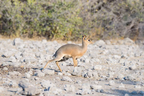 Dik-Dik Madoqua antilopi nel bush al Kruger National Park, destinazione di viaggio in Sud Africa . — Foto Stock