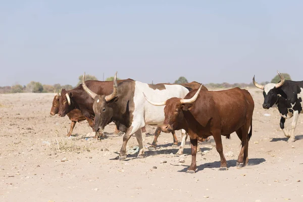 Cattle herd walking on african dirt road, rural life — Stock Photo, Image