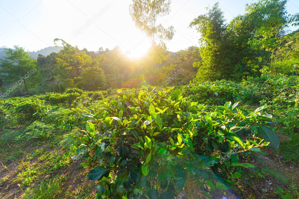 Tea plantation in backlight and sunburst. Tea crops in Phongsaly region, North Laos, the oldest tea, 400 years old agriculture.