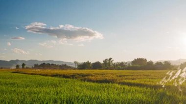 Zaman aşımı: Sarı yeşil pirinç tarlaları üzerinde günbatımı açık gökyüzü Luang Namtha, Kuzey Laos 'taki tarla tarlaları