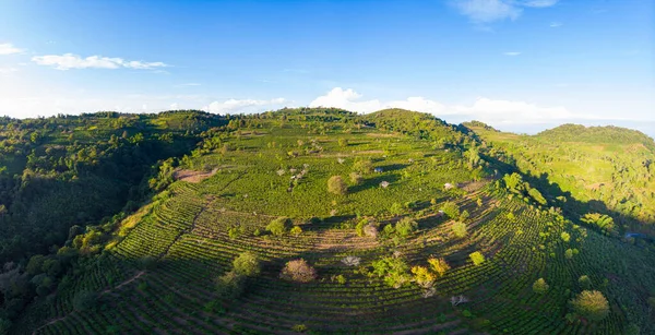 Vista aerea unica della piantagione di tè sulla collina. Camelia colture di tè verde in fila modello. Cielo azzurro chiaro, luce del tramonto. Terreno agricolo nel Nord Laos — Foto Stock