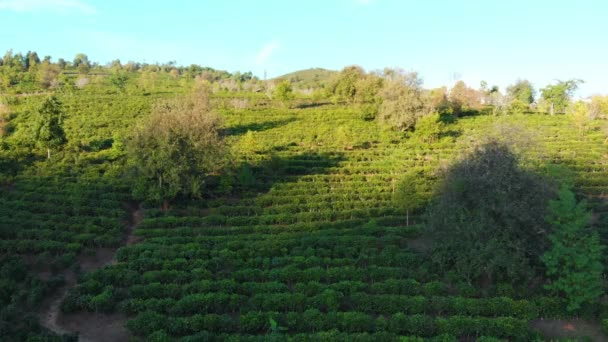 独特的空中景观飞越了山上的茶园 茶树绿茶连作花纹 晴朗的蓝天 夕阳的光芒 老挝北部的农场 — 图库视频影像