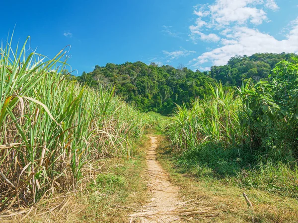 サトウキビ栽培。ラオス北部のムアンロンで農業を営む。途上国の工業地帯農地. — ストック写真