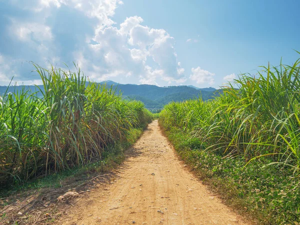 Plantación de caña de azúcar. Agricultura en Muang Long, Norte de Laos. Sector agrario rural en los países en desarrollo . —  Fotos de Stock