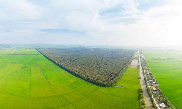 Luchtfoto van Tra Su bos toeristische park Chau Doc tussen rijstvelden in de Mekong River Delta regio, Zuid-Vietnam. Groene rijstvelden van bovenaf, landbouw ontwikkelingslanden. — Stockfoto