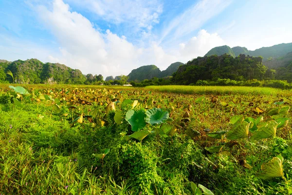 Ninh Binh Region Trang Tam Coc Dal Turistattraktion Unesco World - Stock-foto