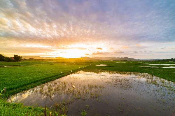 越南独特的农村景致美丽的佛仁省稻田生态系统夕阳倒映水多彩的云彩风景 农村景致产业化农业 — 图库照片