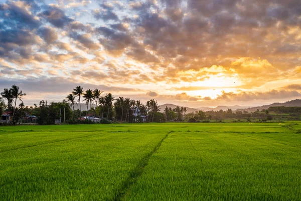 ベトナムのユニークな田園風景美しいフーイェン省水田生態系の夕日カラフルな雲の風景 農村部のシーン産業農業 — ストック写真