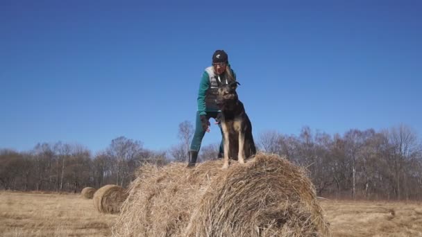 少女は二匹の犬と遊ぶ 2匹の大きな犬が順番に高い干し草の上をジャンプし 所有者と楽しい時間を過ごしています ロシア ウラジオストク — ストック動画