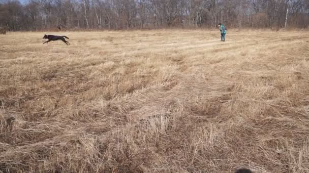 Zwei Große Hunde Rennen Auf Dem Feld Herum Das Mädchen — Stockvideo