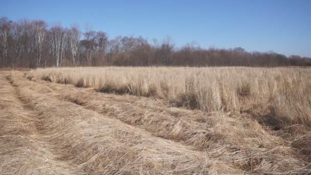 Groot Droog Gras Voorgrond Het Struikgewas Twee Grote Honden Spelen — Stockvideo