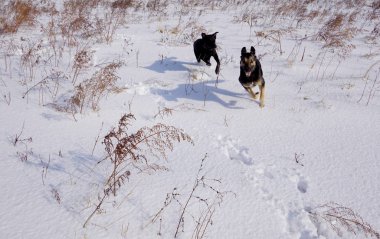 Köpekler karlı bir arazide hızlı koşarlar.
