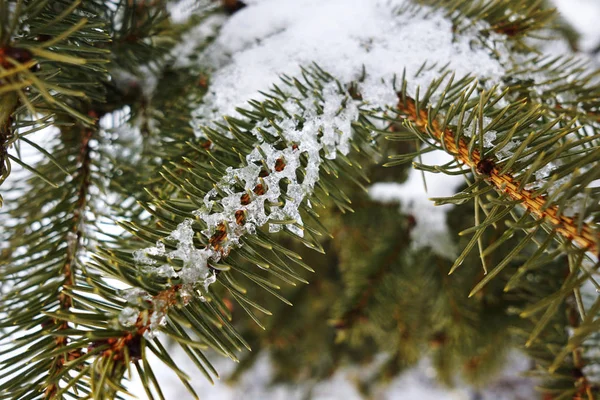 Favos de mel de gelo nas agulhas de uma árvore de Natal close-up — Fotografia de Stock