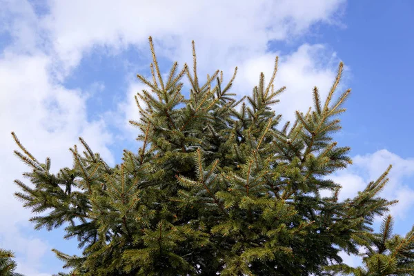 Albero di Natale vista inferiore — Foto Stock