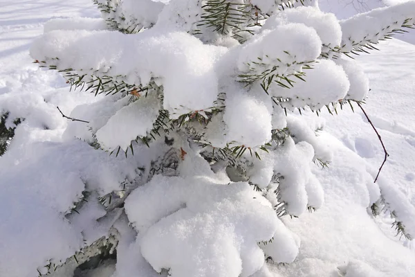 Árvore de Natal na neve — Fotografia de Stock