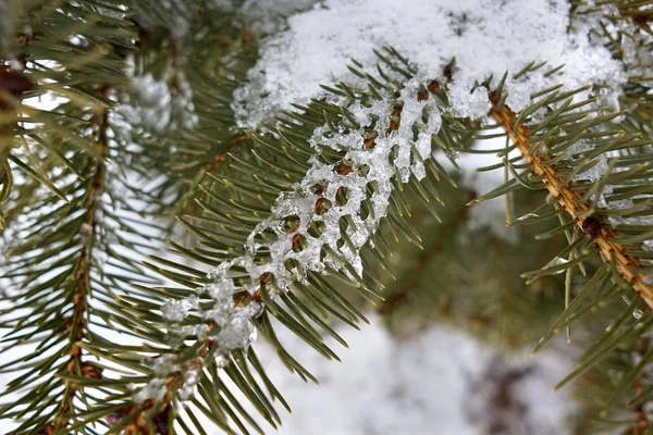 Eismuster auf den Nadeln eines Weihnachtsbaums in Nahaufnahme — Stockfoto