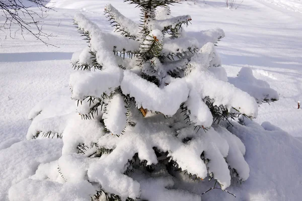 Neve coberto árvore de Natal — Fotografia de Stock