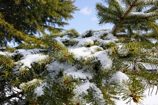 Neve branca nos ramos verdes de uma árvore de Natal — Fotografia de Stock