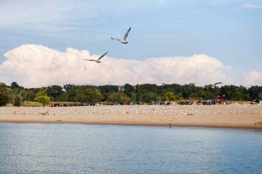 Michigan Gölü üzerinde iki martının güzel uçuşu