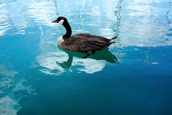 Birdlife. Beautiful bird swimming. Lake Michigan In Chicago — Stock Photo, Image