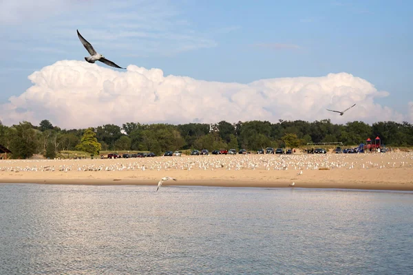 Michigan Gölü üzerinde martıların uçuşu — Stok fotoğraf