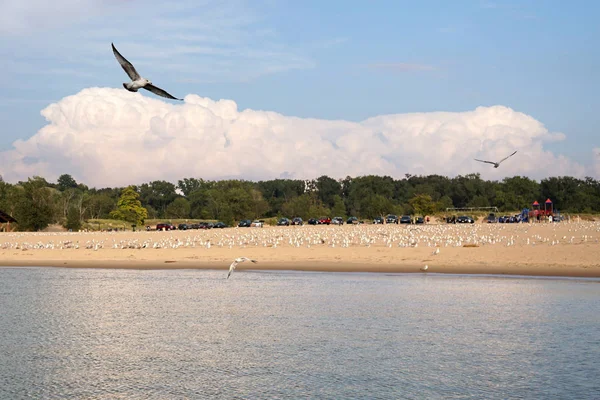 Michigan Gölü üzerinde martıların uçuşu