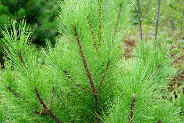 Beautiful conifer, branches of spruce close-up, Christmas tree — Stock Photo, Image
