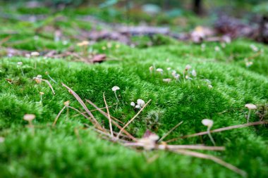 Ormanda küçük mantarlı güzel yosun halısı