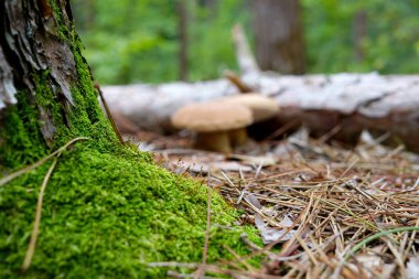 Yeşil yosun ve çam iğneleriyle kaplı bir ağaç gövdesi.