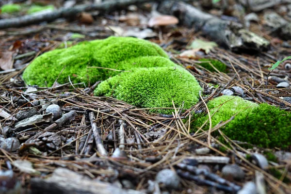 Musgo verde brilhante cercado por agulhas de abeto — Fotografia de Stock