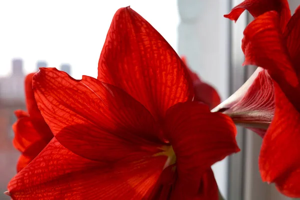 Canlı kırmızı Amaryllis veya Belladonna çiçeği, yakın plan.