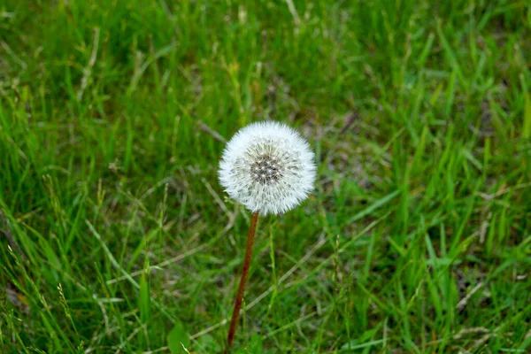 Witte kop van een paardebloem, prachtig behang — Stockfoto