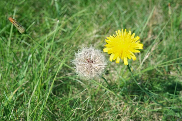 Deux pissenlits, blanc et jaune, fonds d'écran — Photo