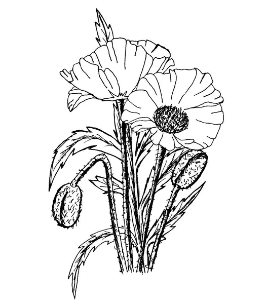 Vektorillustration av en linjär botaniska illustration. Blommor, — Stock vektor