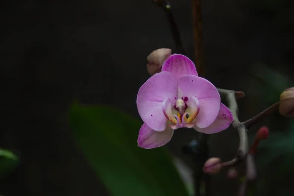 Flor de orquídea roxa close-up em um fundo verde com um ramo e um botão — Fotografia de Stock