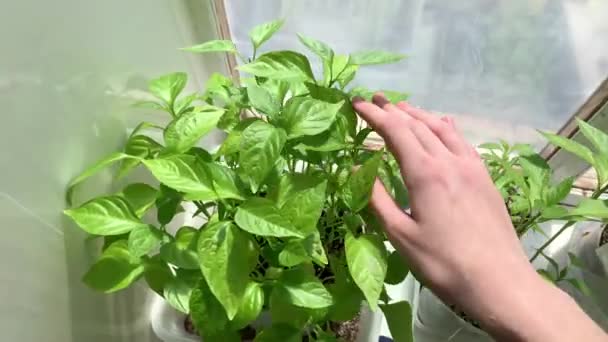 Meisje Loopt Haar Hand Langs Toppen Van Groene Huisplanten Vensterbank — Stockvideo