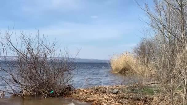 Río y arbustos en tiempo ventoso y soleado . — Vídeo de stock