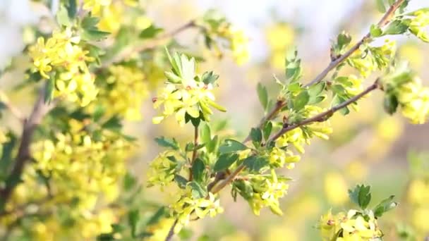 Bucșă Coacăze Negre Flori Galbene Mișcă Vânt Într Însorită — Videoclip de stoc