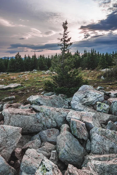Épinette solitaire au sommet du parc national Zyuratkul — Photo