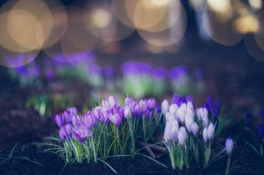 Güzel bahar çiçekleri - çömlekler