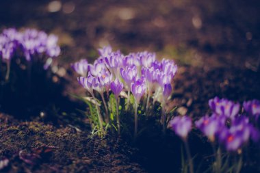 Güzel bahar çiçekleri - çömlekler