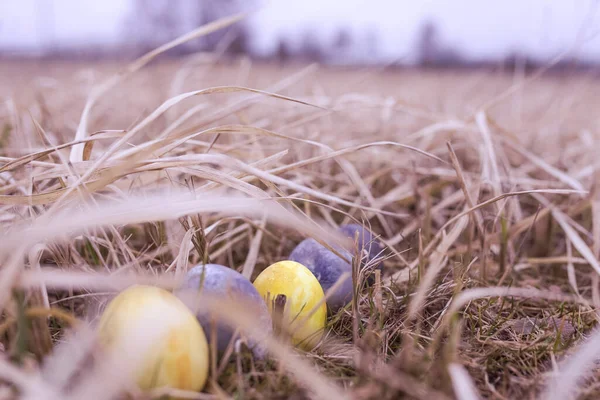 Easter Eggs Meadow — Stock Photo, Image