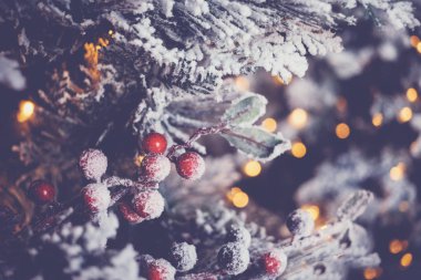 Karla kaplı Noel ağacı ve şenlikli kırmızı kutsal meyveler.