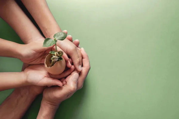 Ręce trzymające sadzonki w skorupkach jaj, edukacja montessori, Csr — Zdjęcie stockowe