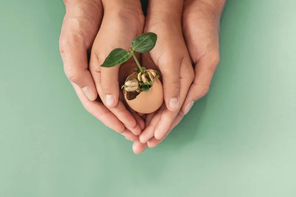 Hands holding seedling in eggshells, montessori education , CSR — Stock Photo, Image