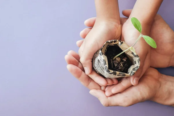 Manos sosteniendo plantas de semillero en la olla de periódico, montessori educa —  Fotos de Stock