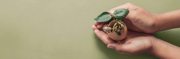 Händer som håller plantor i äggskal, montessori utbildning, Csr — Stockfoto