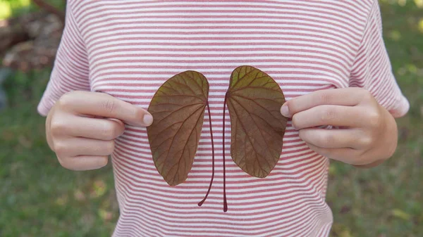 Hands holding kidney shaped leaves, world kidney day, National O — Stock Photo, Image